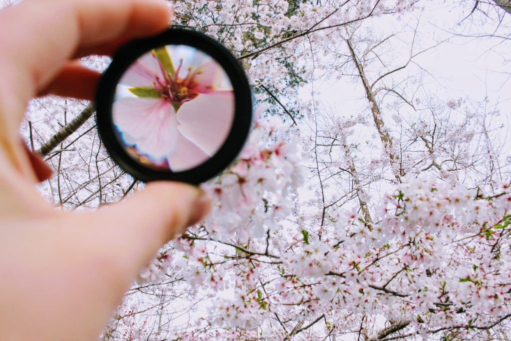 Writers notice tiniest of the details. Magnifying glass capturing a flower of a tree having numerous flowers
